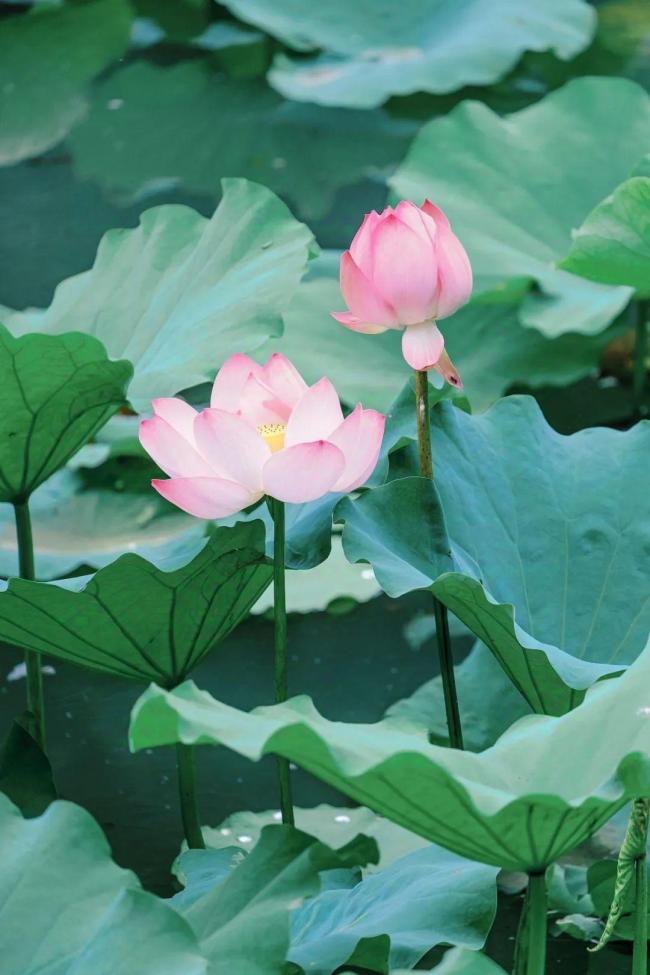 今日大暑 夏天的最后一个节气